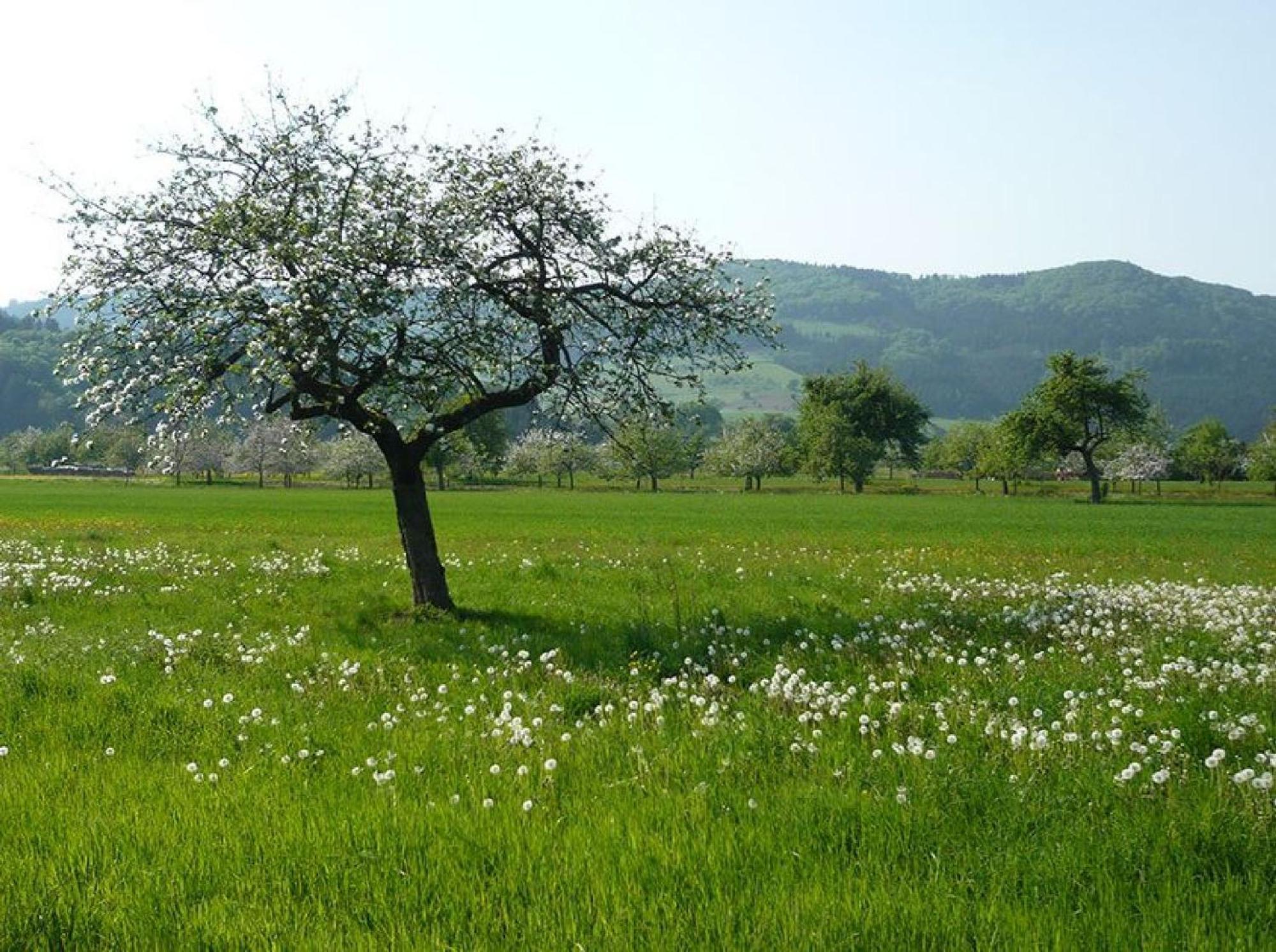 Ziegelhof Daire Schuttertal Dış mekan fotoğraf
